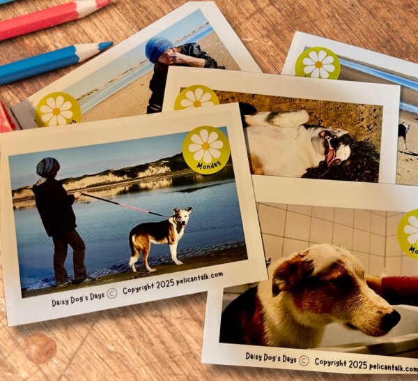 Collage of dogs with handler on beach and at home.